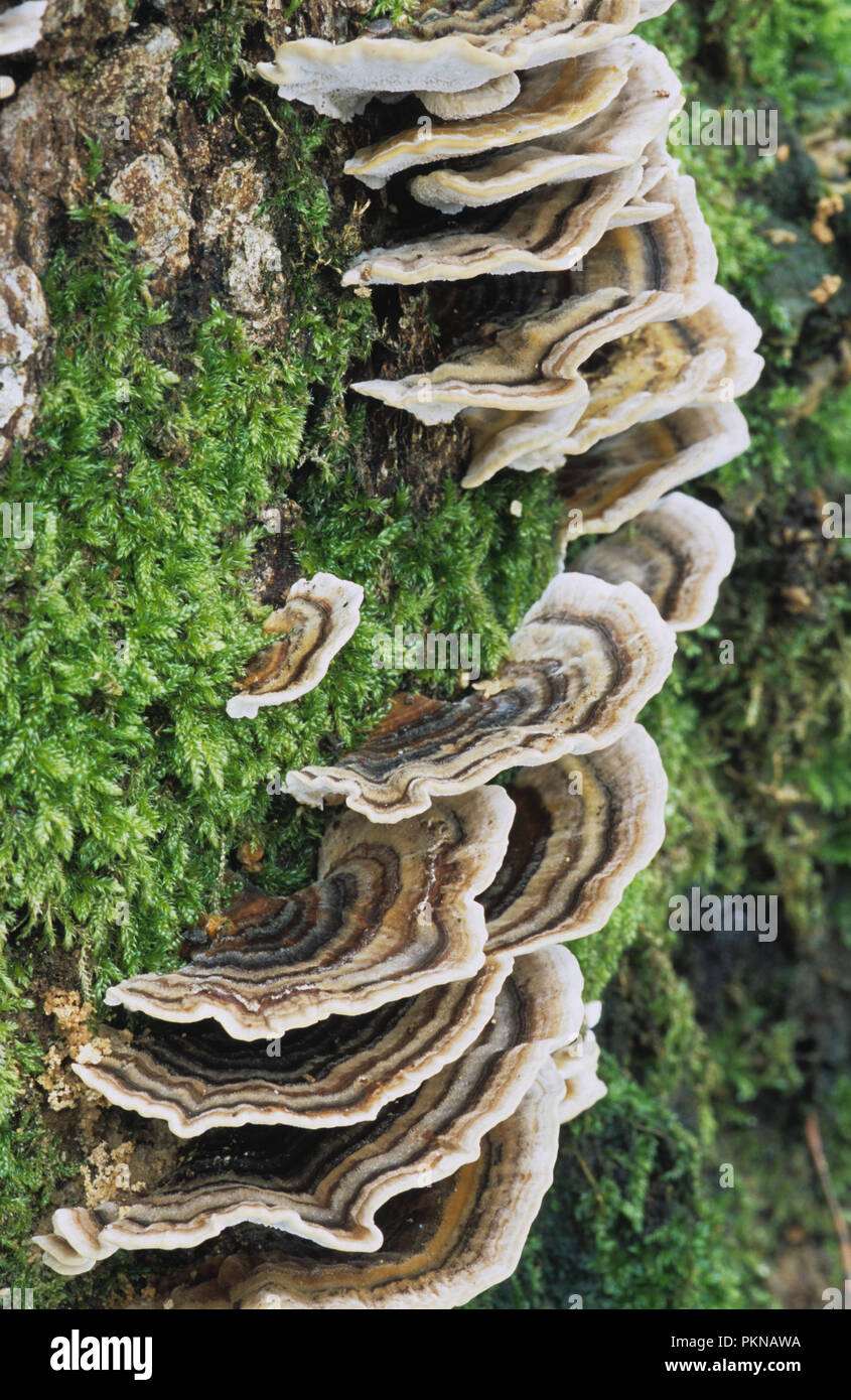 Bracket fungi growing on a rotting birch tree stump in Burnham Beeches in Buckinghamshire Stock Photo