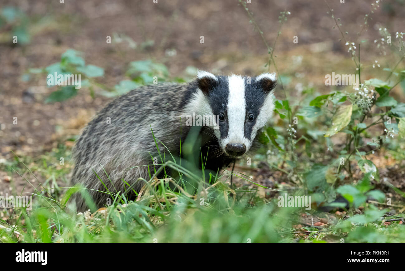 Badger. wild, native, European badger in natural woodland setting.  Scientific name: Meles meles.  Landscape.  Horizontal. Stock Photo