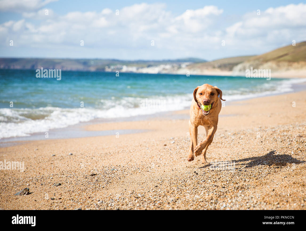 A happy, yellow Labrador retriever dog running on a deserted sandy beach and carrying or fetching a tennis ball in its mouth Stock Photo