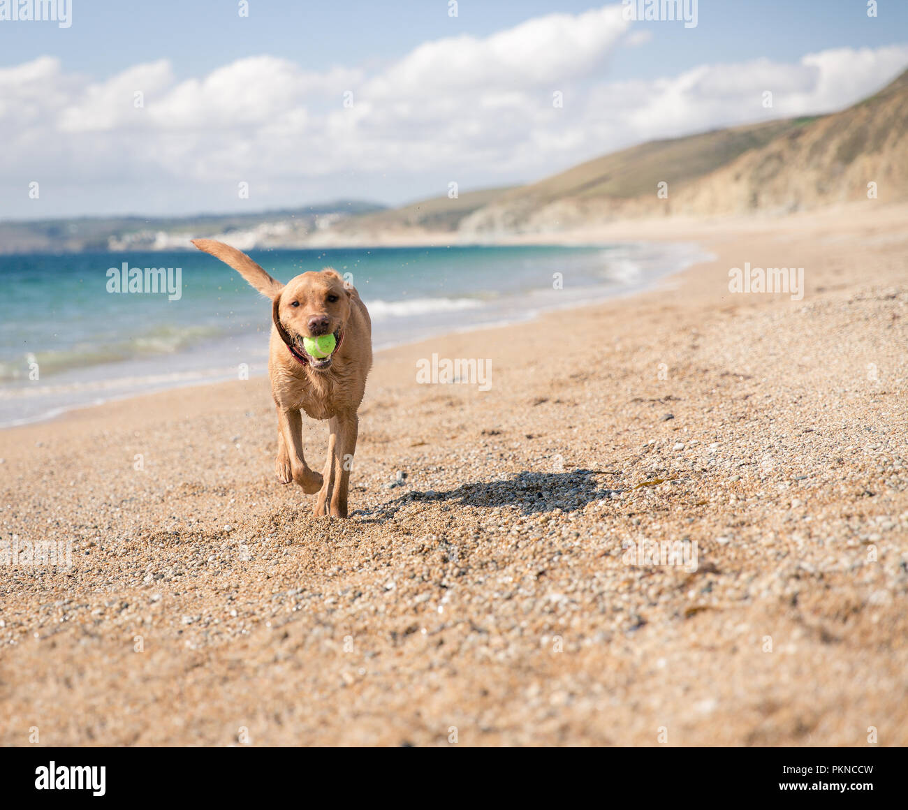 A happy, yellow Labrador retriever dog running on a deserted sandy beach and carrying or fetching a tennis ball in its mouth Stock Photo
