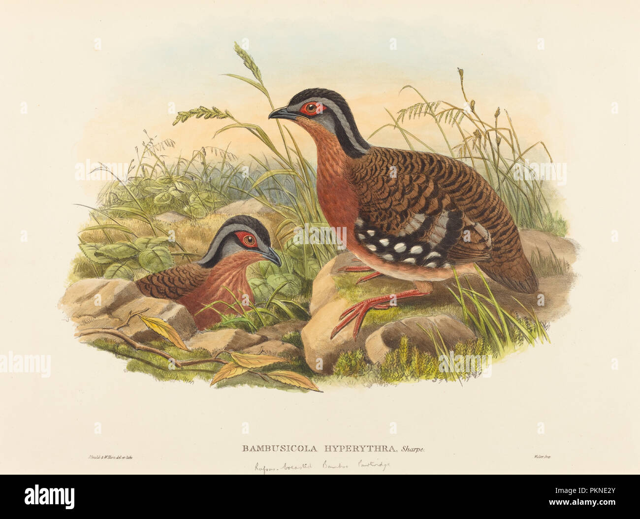 Rufous-breasted Bamboo Partridge (Bambusicola Hyperythra). Dimensions: sheet: 38.6 x 56 cm (15 3/16 x 22 1/16 in.). Medium: hand-colored lithograph on wove paper. Museum: National Gallery of Art, Washington DC. Author: John Gould and W. Hart. Stock Photo