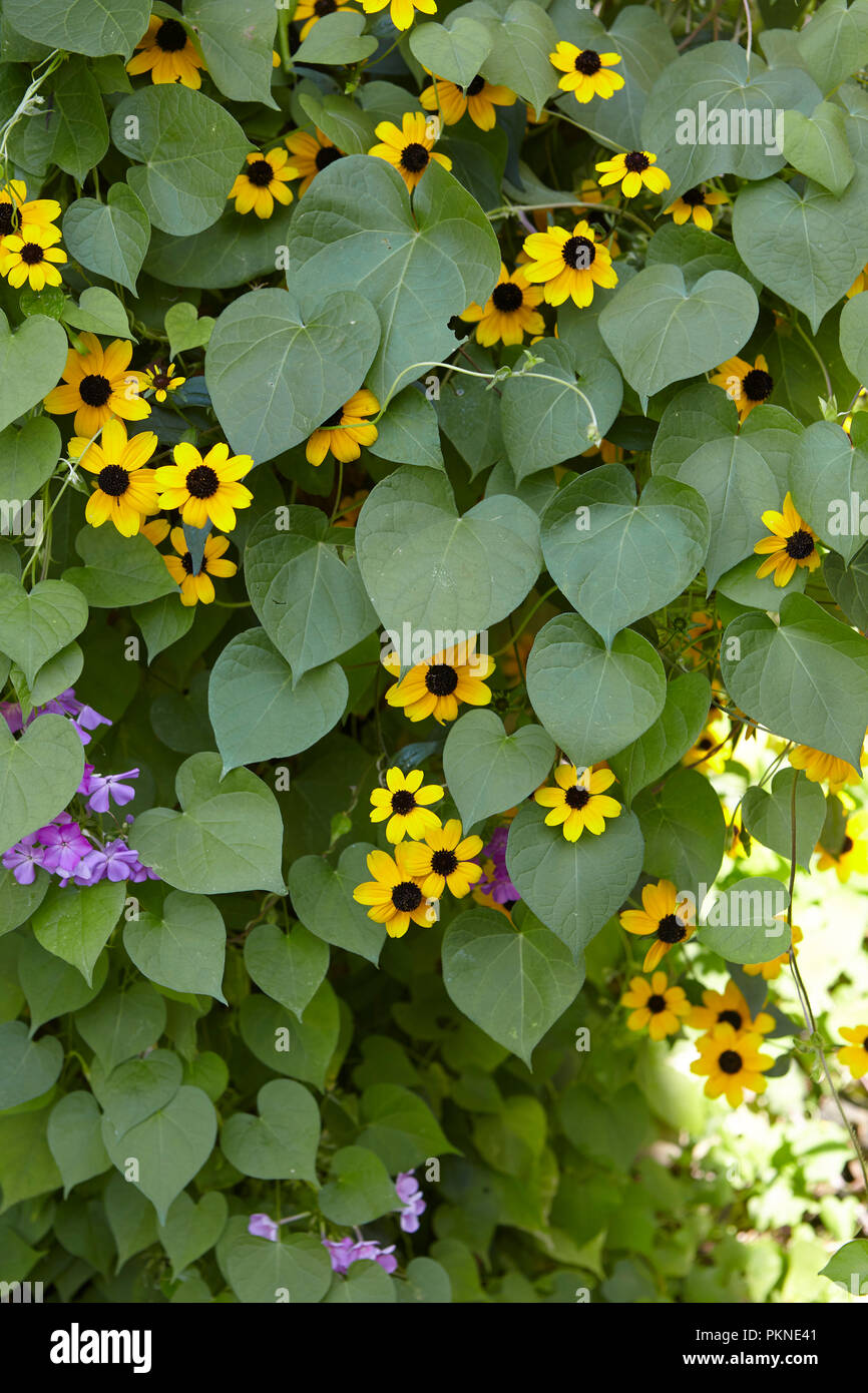 Wild flowers growing on a garden wall Stock Photo - Alamy