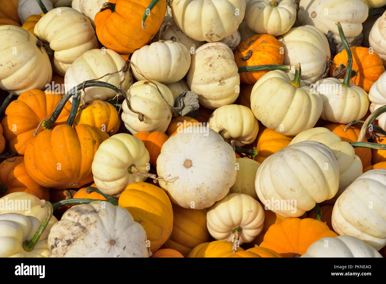 Fall farm harvest pumpkins hi-res stock photography and images - Alamy