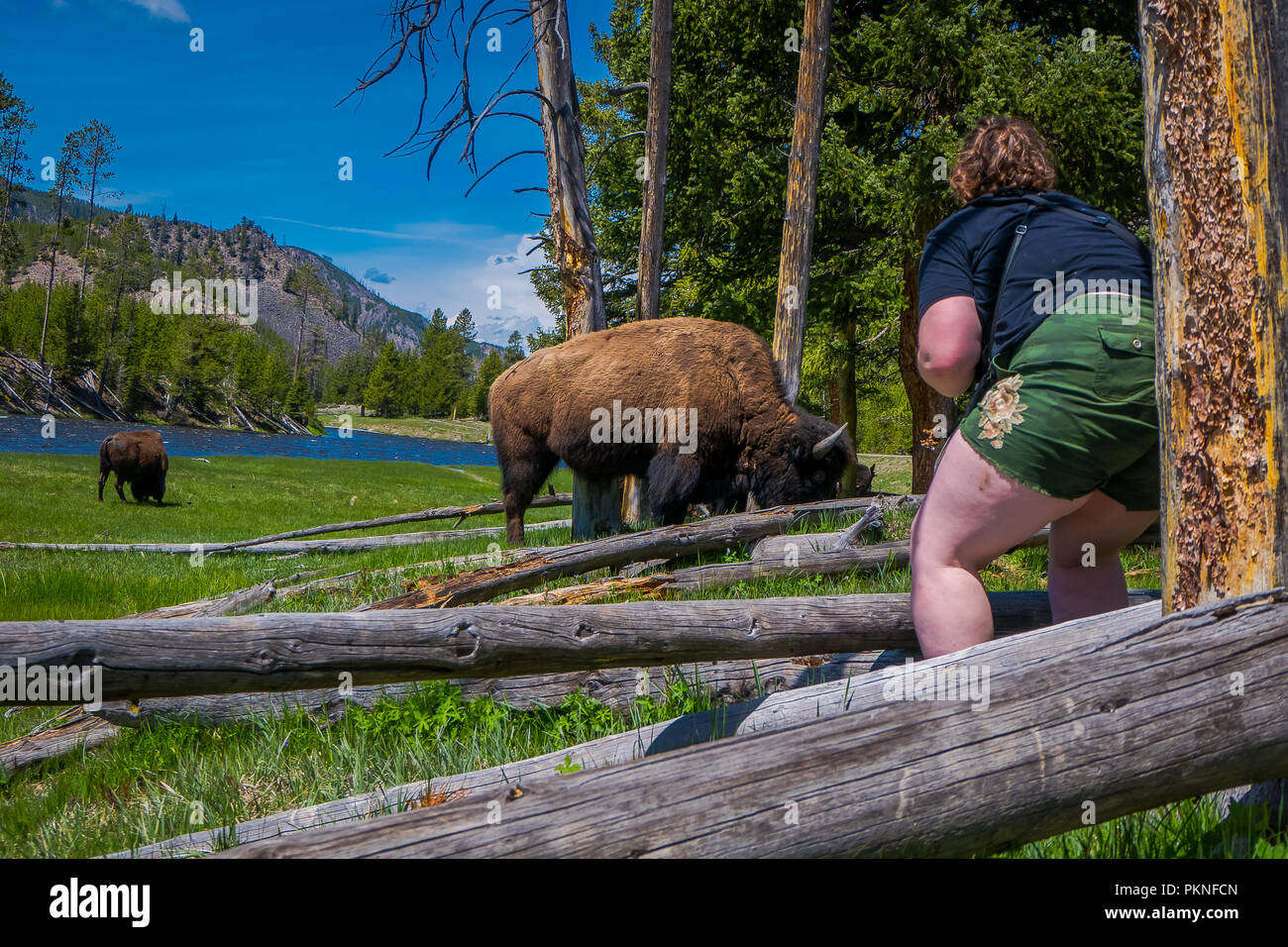 smertestillende medicin hit Vent et øjeblik Outdoor view of fat woman taking picture very close to dangerous American  Bison Buffalo grazing inside the forest in Yellowstone National Park Stock  Photo - Alamy