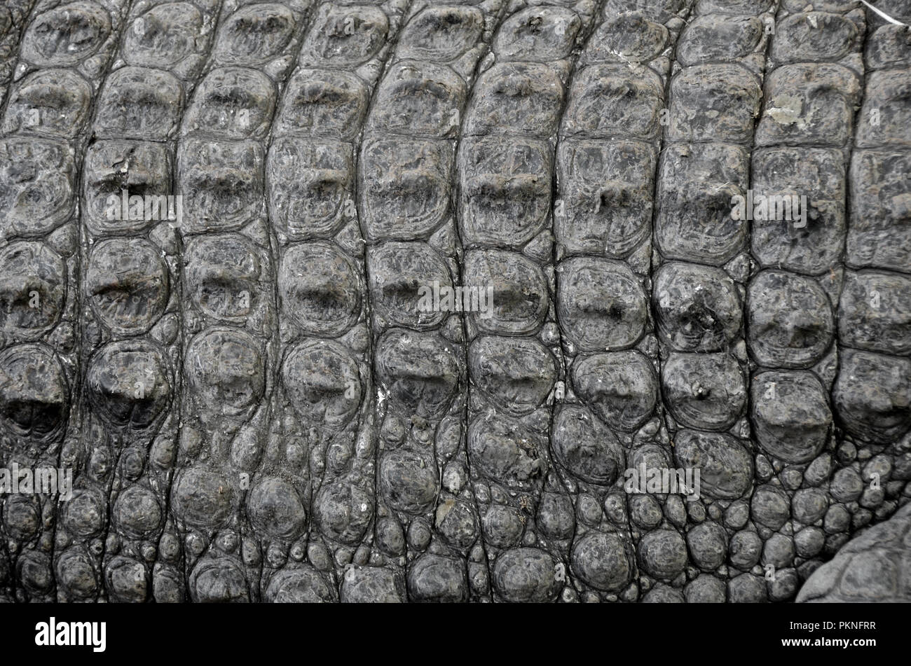 crocodile skin