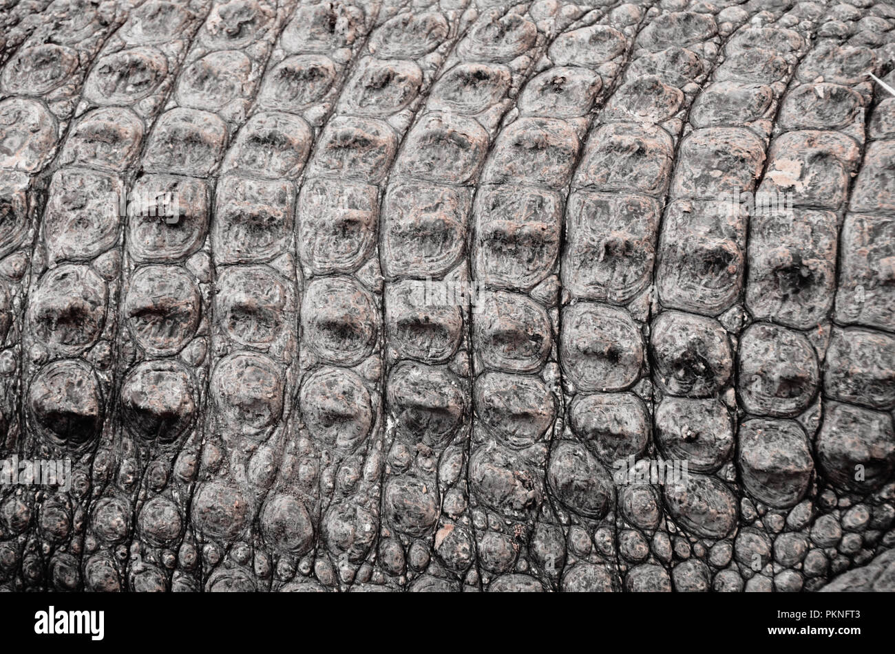 Crocodile skin hires stock photography and images Alamy