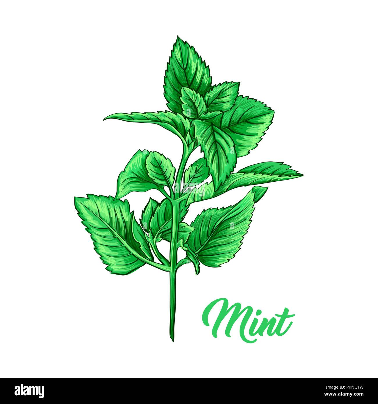 mint plant clipart free