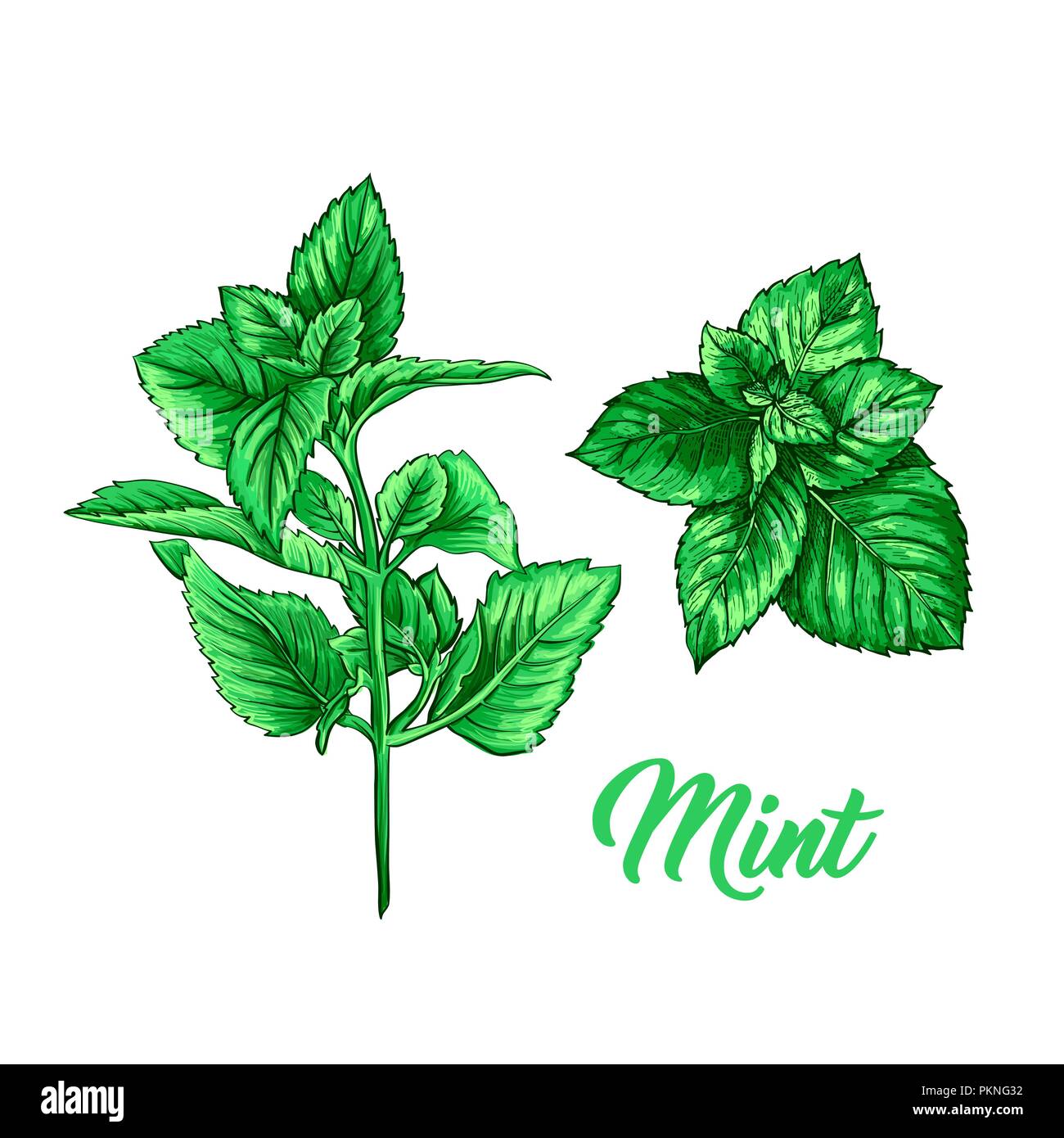 Green Mint Branch Set. Tea Herb Theme. Isolated Hand Painted Realistic