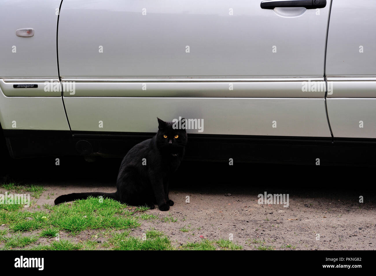 trip, ride, speed, safety, car, cat, night, day, speed, danger, street ...