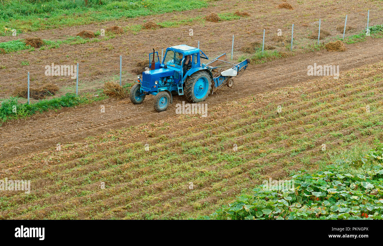 harvesting potatoes, blue tractor removes potatoes Stock Photo