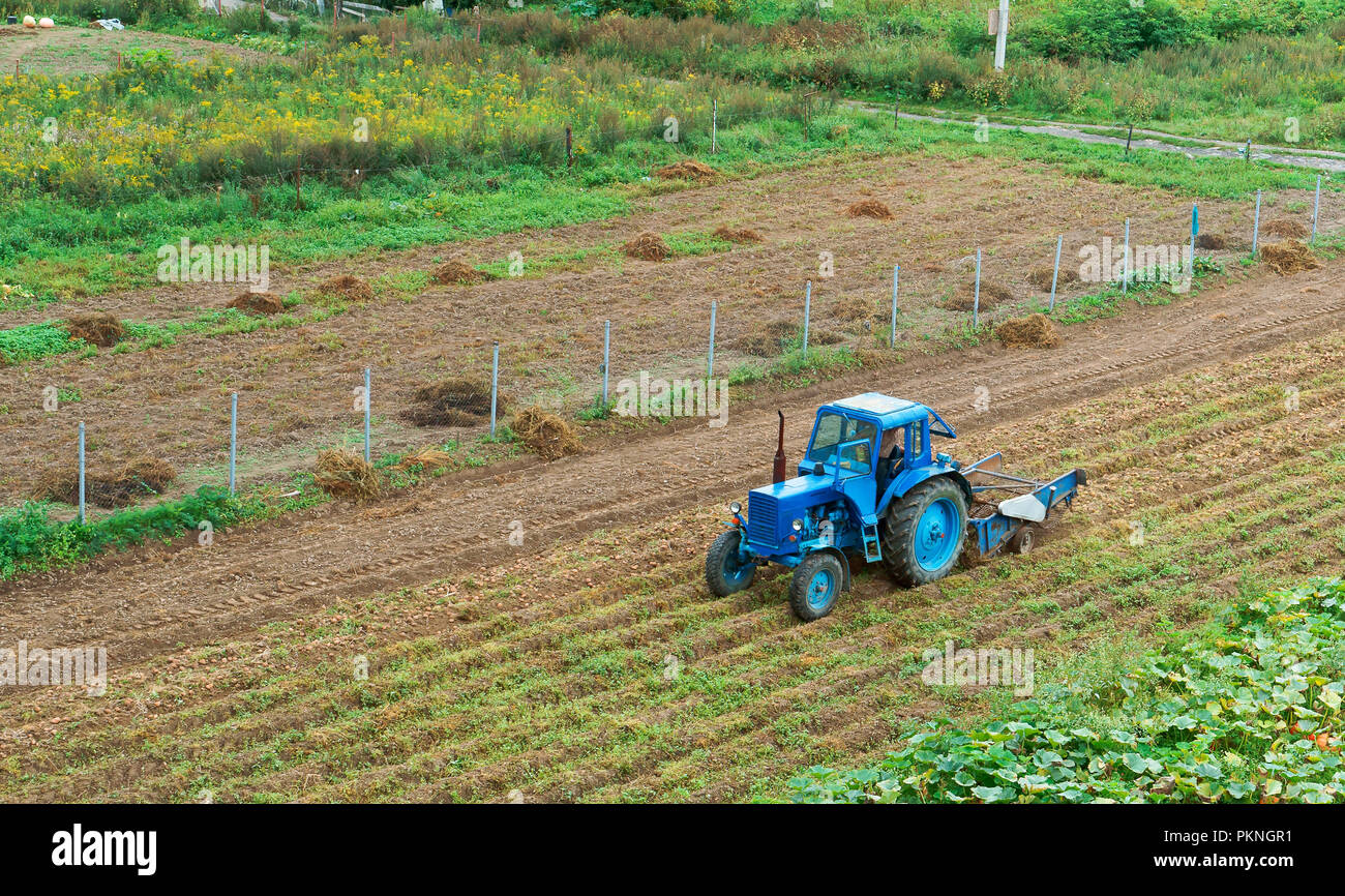 harvesting potatoes, blue tractor removes potatoes Stock Photo