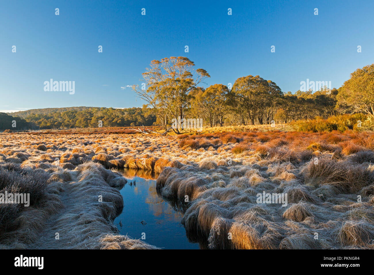 Landscape of golden frost-cloaked grasses of Polblue swamp with adjacent forests & blue sky reflected in stream at Barrington Tops National Park NSW Stock Photo