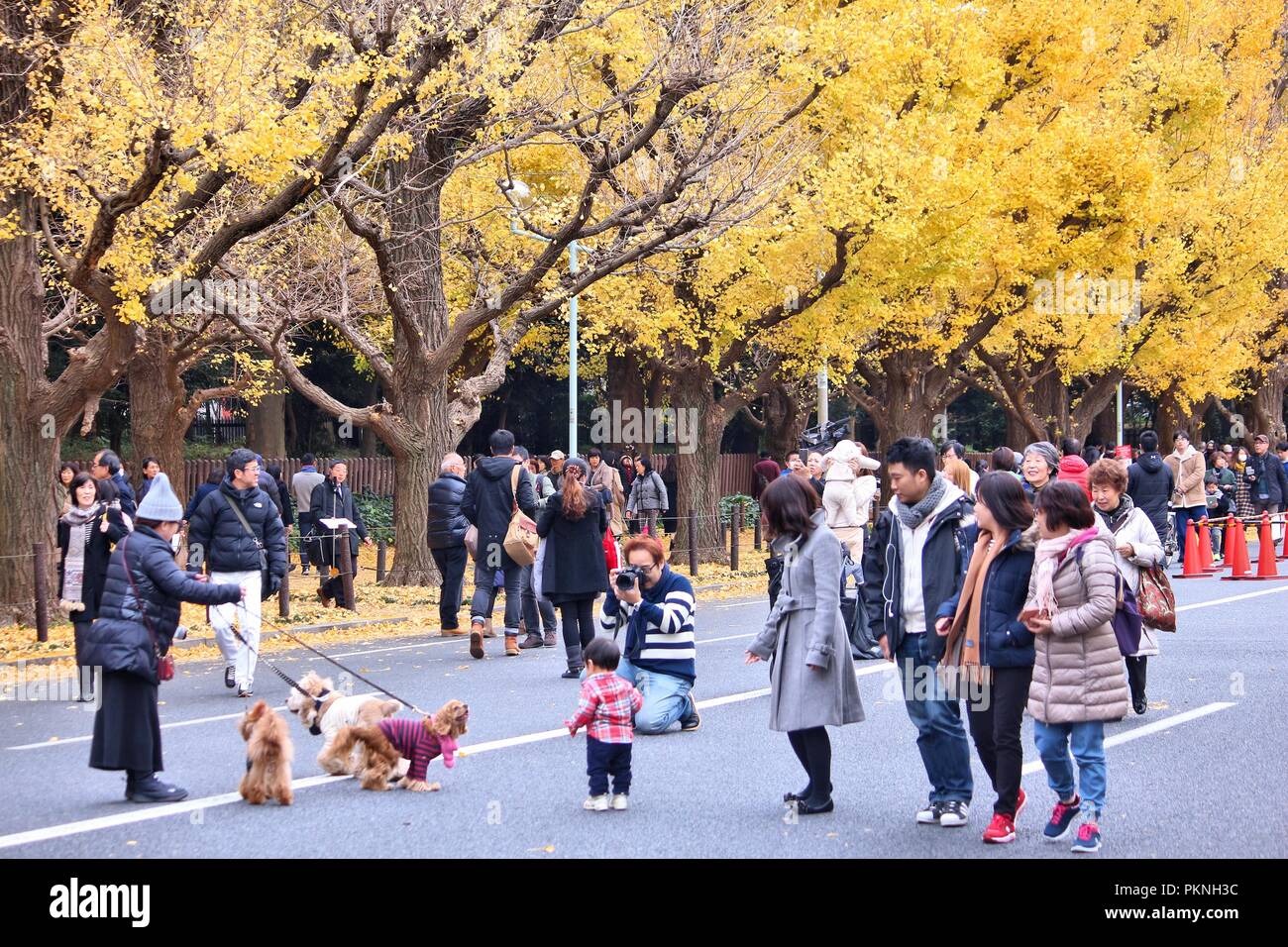 TOKYO, JAPAN NOVEMBER 30, 2016 People visit autumn Ginkgo Avenue in