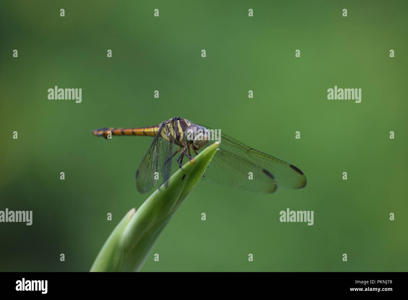 Abilities Make You Creepier Stock Photo