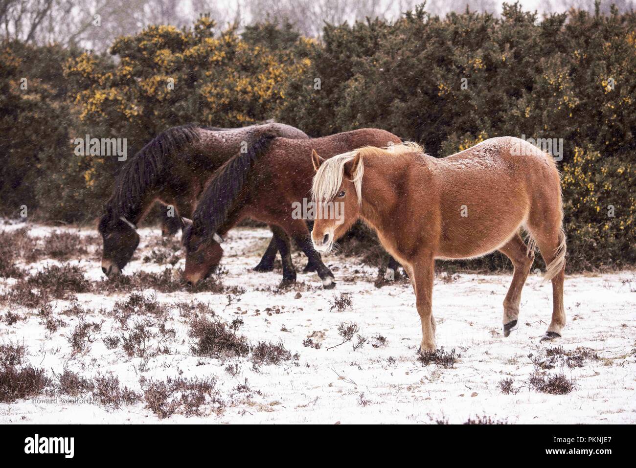 Winter scenes, the iconic New Forest: Ponies amidst a Snowy Landscape, Pitmore Lane, Sway taken in March 2018 Stock Photo