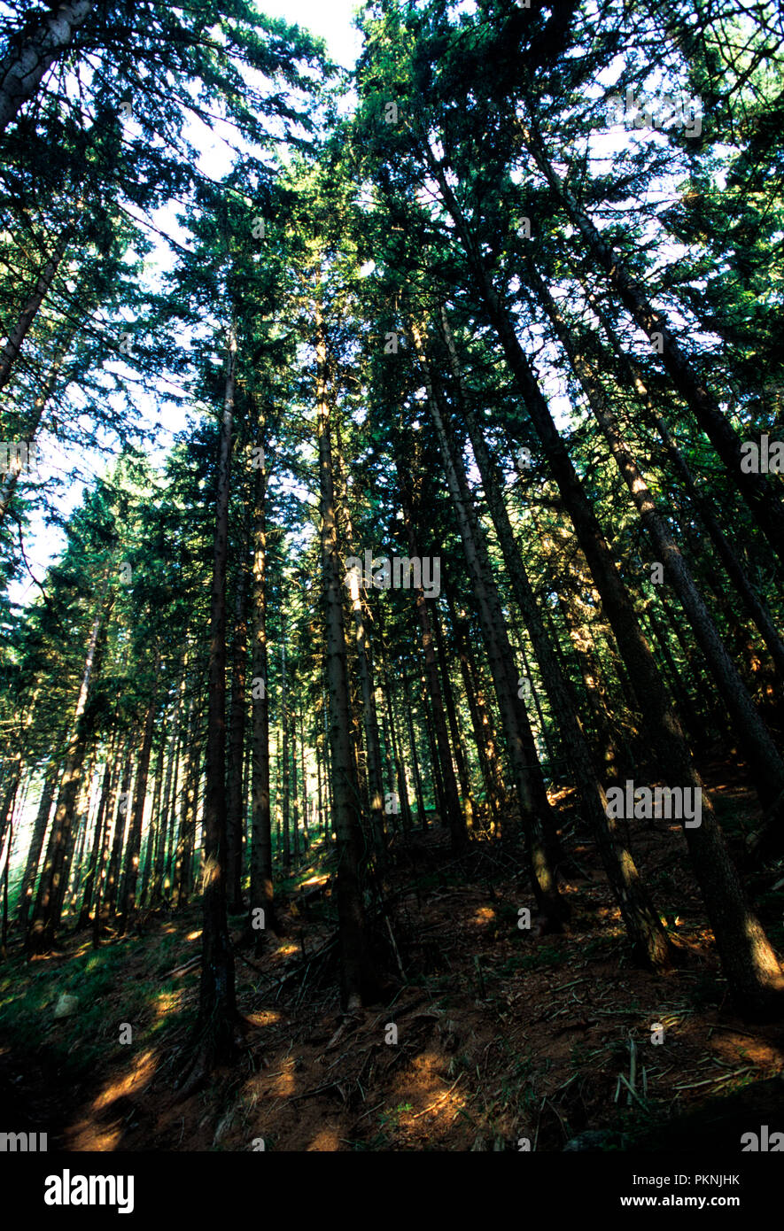 Coniferous woodland in Poland Stock Photo