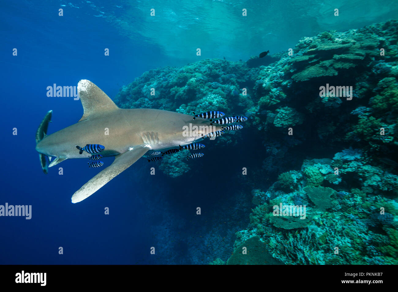 Oceanic Whitetip Shark, Carcharhinus longimanus, Brother Islands, Red Sea, Egypt Stock Photo