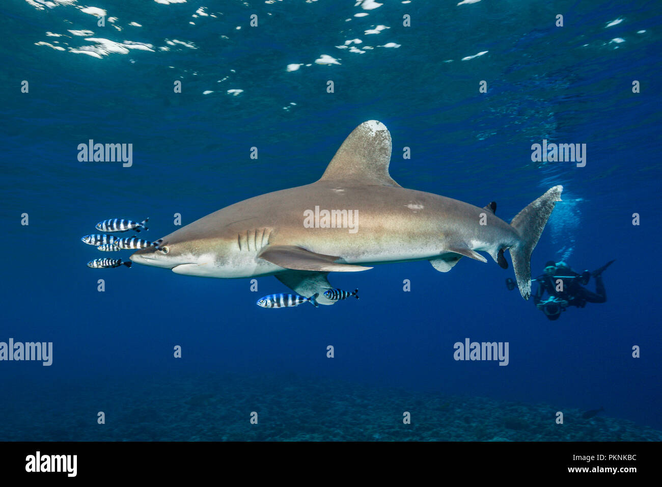 Scuba Diver and Oceanic Whitetip Shark, Carcharhinus longimanus, Brother Islands, Red Sea, Egypt Stock Photo