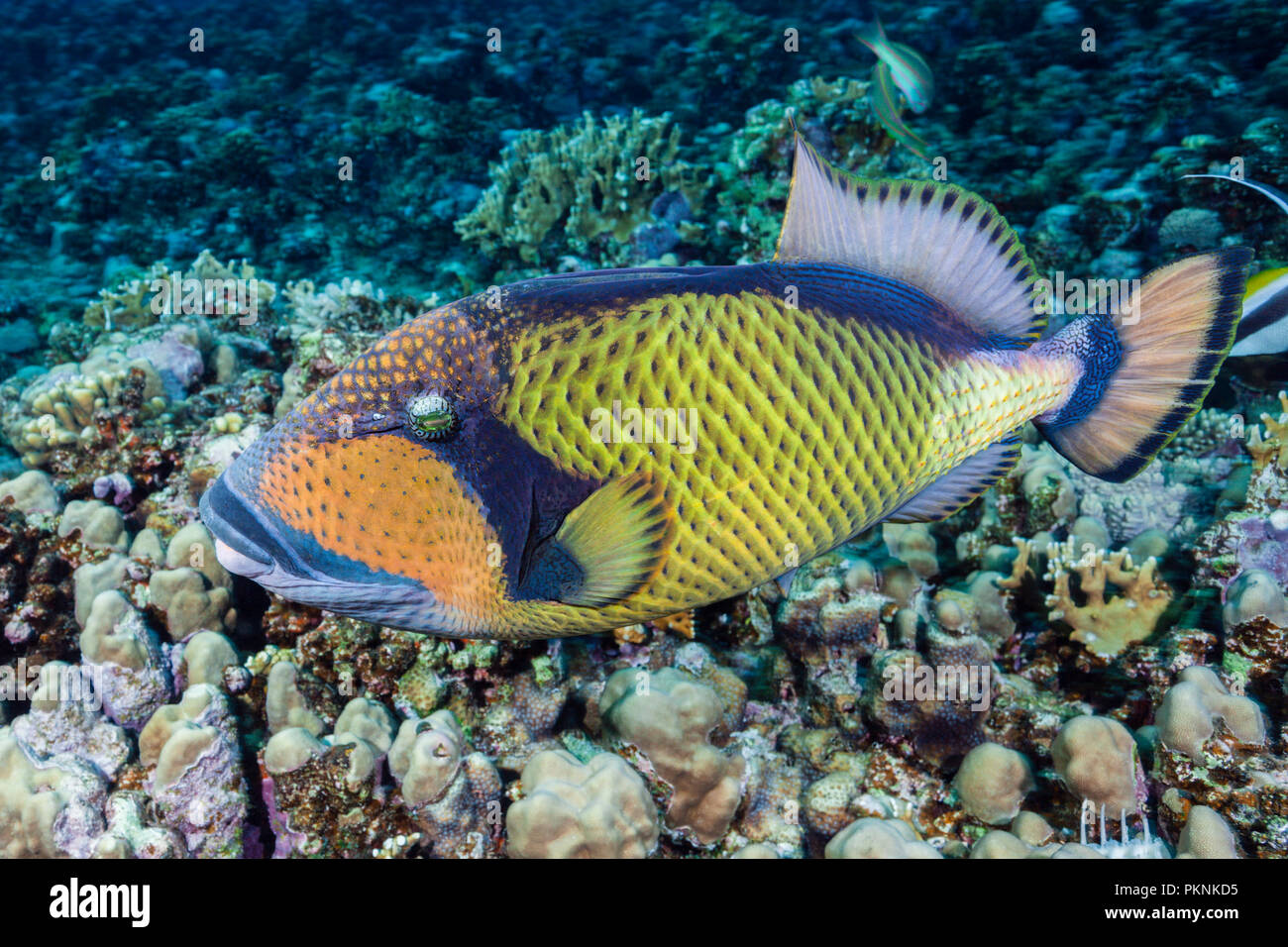 Giant Triggerfish, Balistoides viridescens, Brother Islands, Red Sea, Egypt Stock Photo