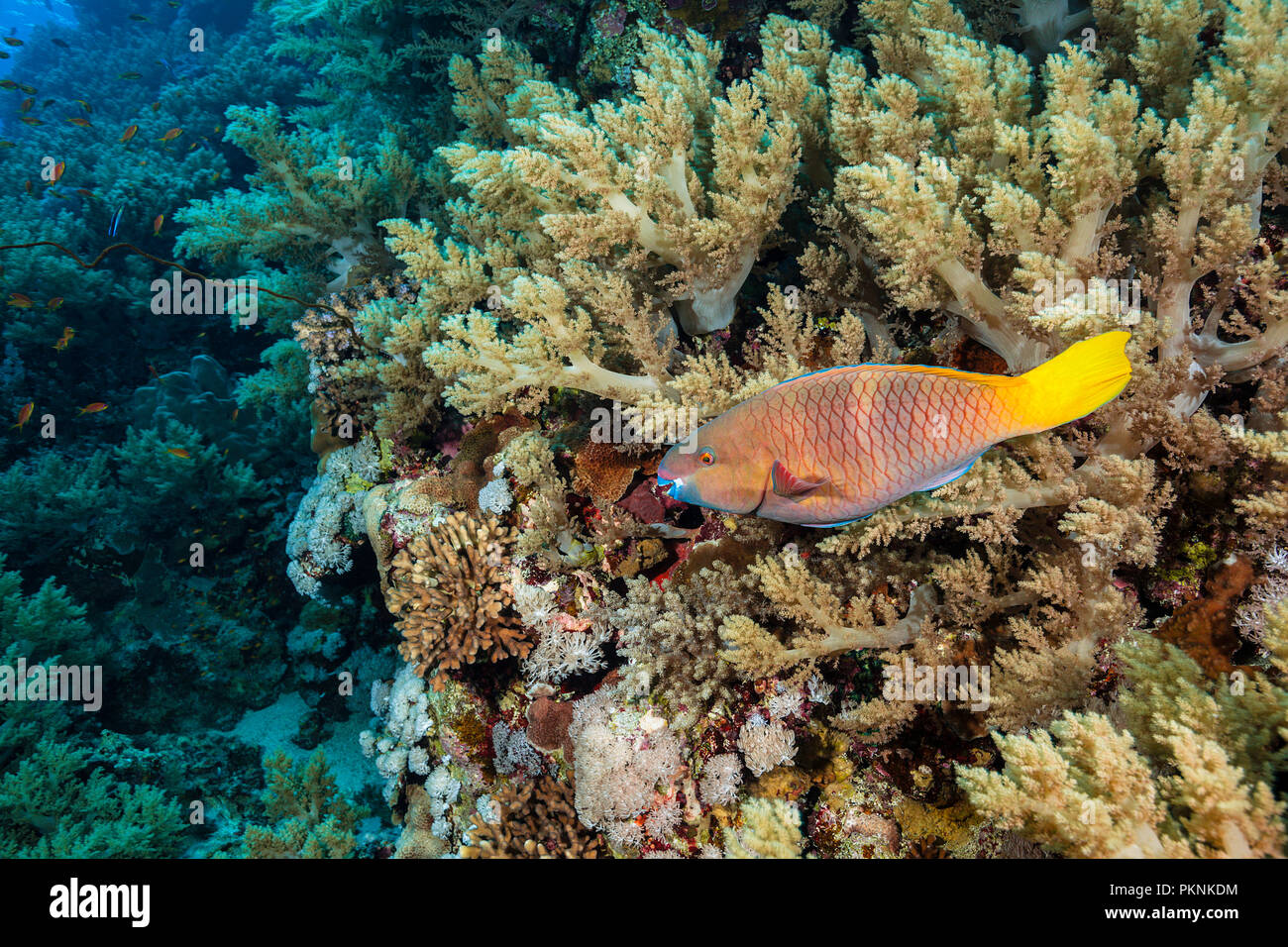 Rusty Parrotfish, Scarus ferrugineus, Brother Islands, Red Sea, Egypt Stock Photo