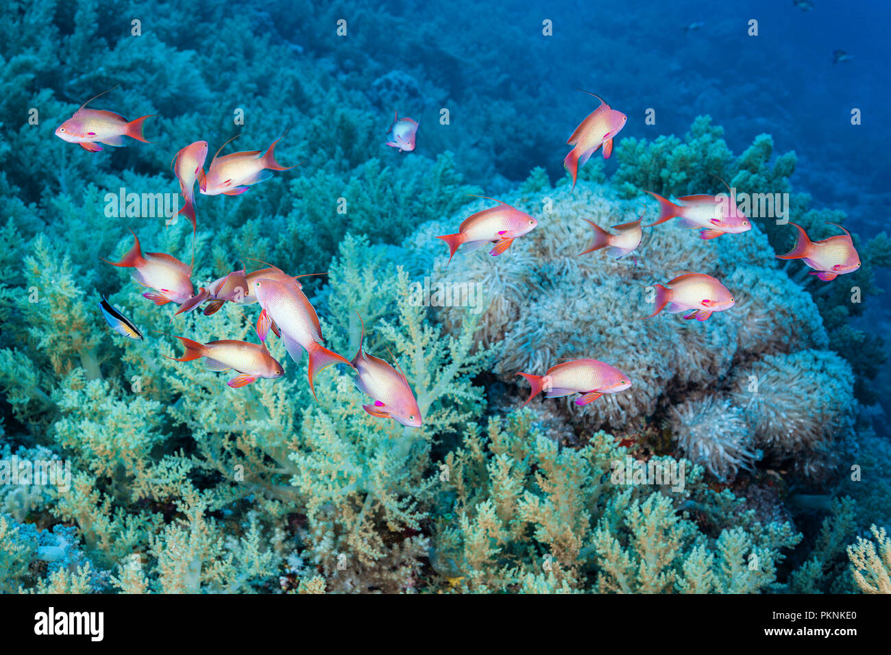 Lyretail Anthias at Cleaning station, Pseudanthias squamipinnis, Brother Islands, Red Sea, Egypt Stock Photo