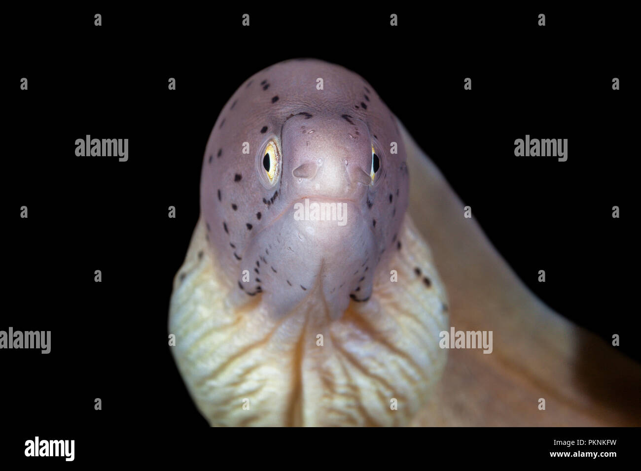 Portrait of Peppered Moray, Siderea grisea, Giftun Island, Red Sea, Egypt Stock Photo