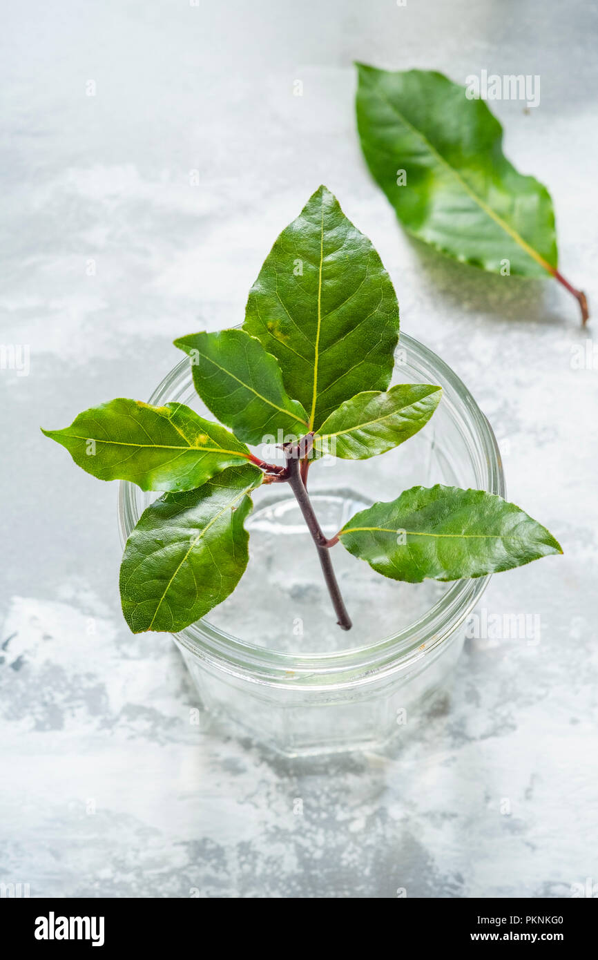 Whole bay leaf hires stock photography and images Alamy