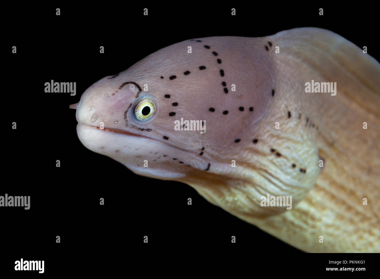 Portrait of Peppered Moray, Siderea grisea, Giftun Island, Red Sea, Egypt Stock Photo