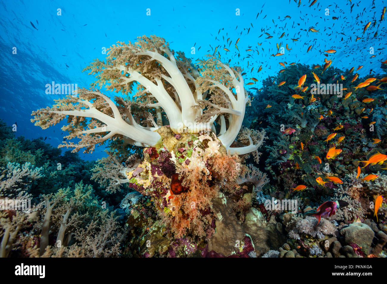 Soft Coral Reef, Litophyton arboreum, Brother Islands, Red Sea, Egypt Stock Photo