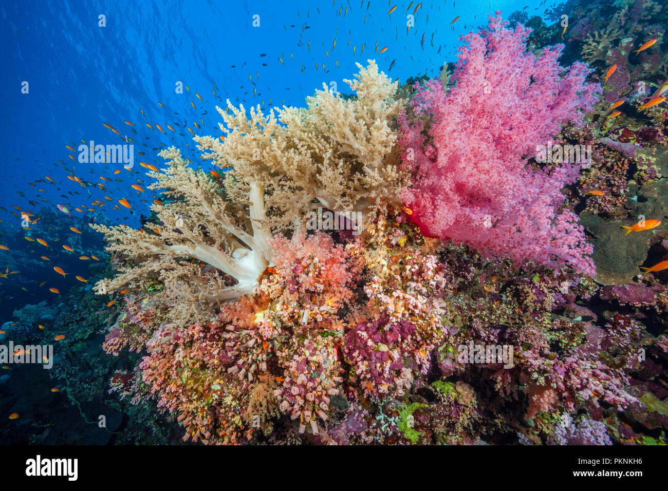 Species-rich Coral Reef, Brother Islands, Red Sea, Egypt Stock Photo