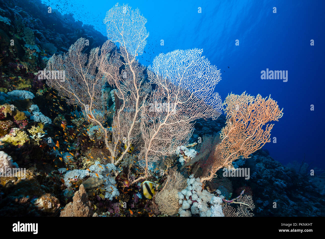 Giant Sea Fan in Coral Reef, Annella mollis, Giftun Island, Red Sea, Egypt Stock Photo