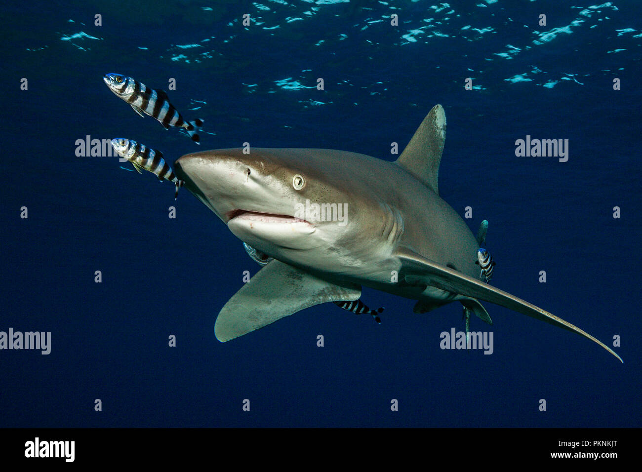Oceanic Whitetip Shark, Carcharhinus longimanus, Brother Islands, Red Sea, Egypt Stock Photo