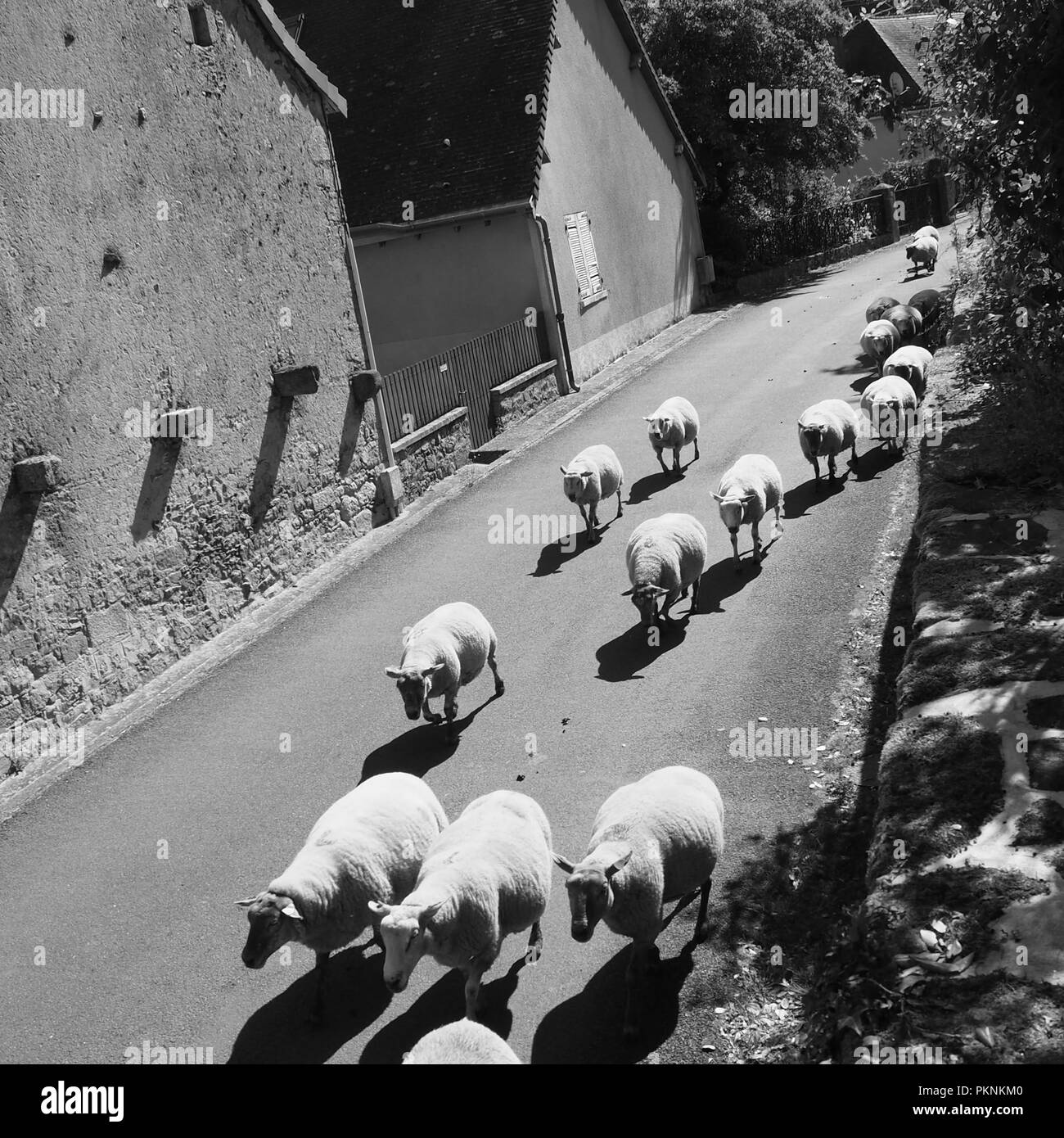 Sheep being  herded through the village streets Stock Photo