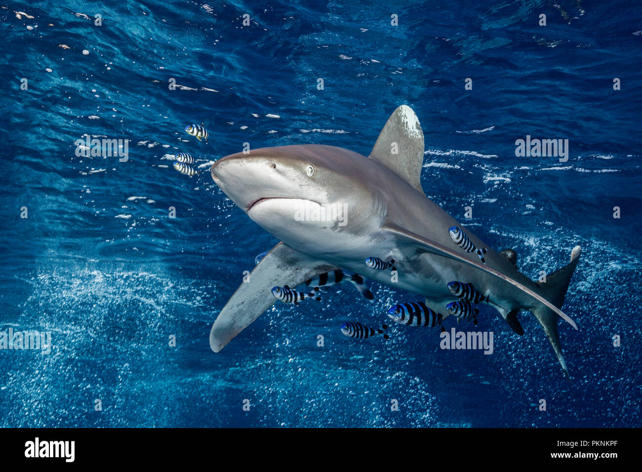 Oceanic Whitetip Shark, Carcharhinus longimanus, Atlantic Ocean, Bahamas Stock Photo