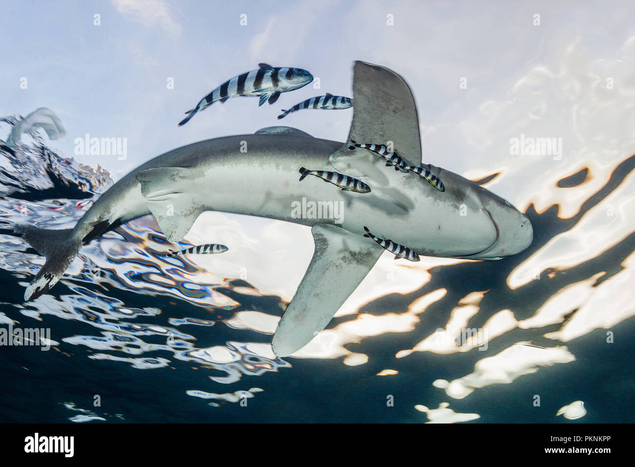 Oceanic Whitetip Shark, Carcharhinus longimanus, Atlantic Ocean, Bahamas Stock Photo