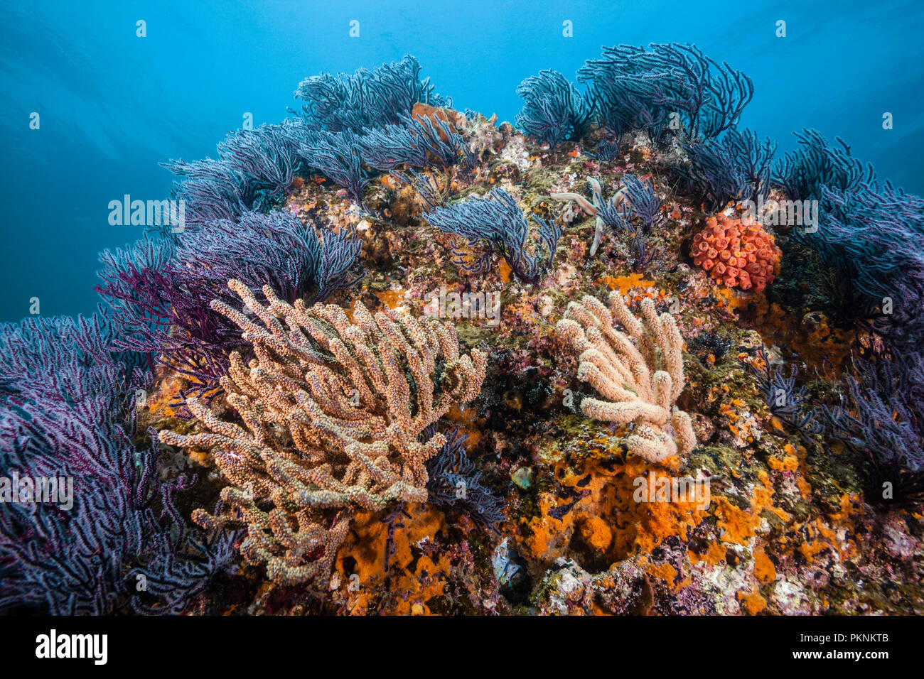 Gorgonian in Reef, Eugorgia rubens, La Paz, Baja California Sur, Mexico Stock Photo