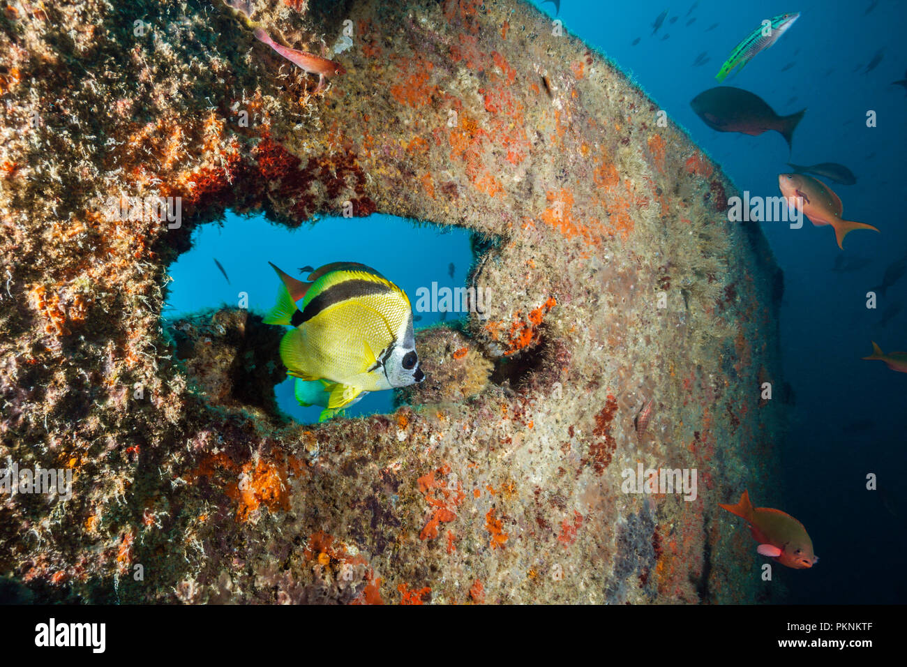 Barberfish at Fang Ming Wreck, Johnrandallia nigriostris, La Paz, Baja California Sur, Mexico Stock Photo
