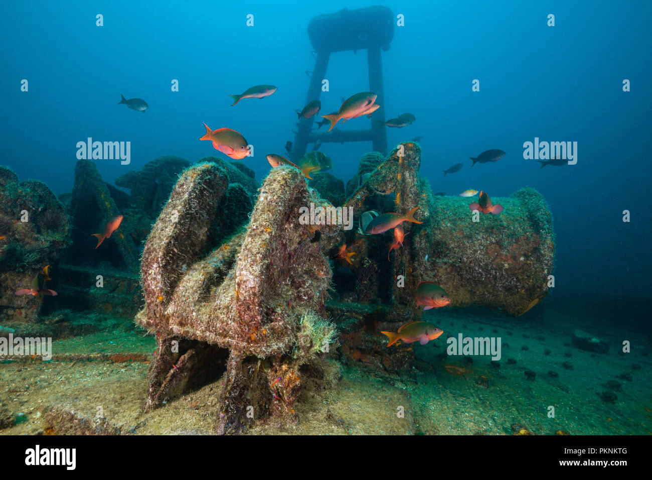 Pacific Creolefish at Fang Ming Wreck, Paranthias colonus, La Paz, Baja California Sur, Mexico Stock Photo