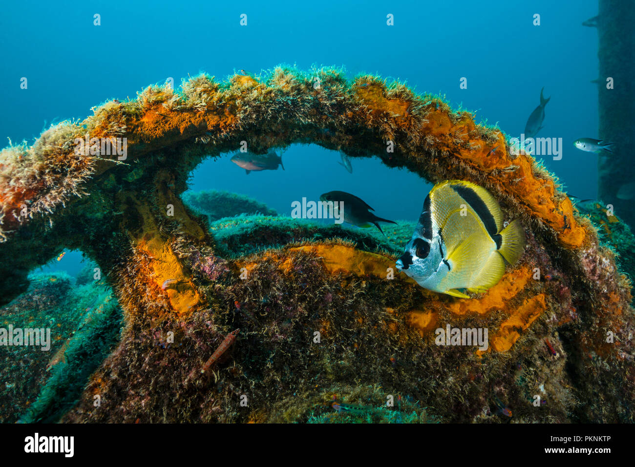 Barberfish at Fang Ming Wreck, Johnrandallia nigriostris, La Paz, Baja California Sur, Mexico Stock Photo
