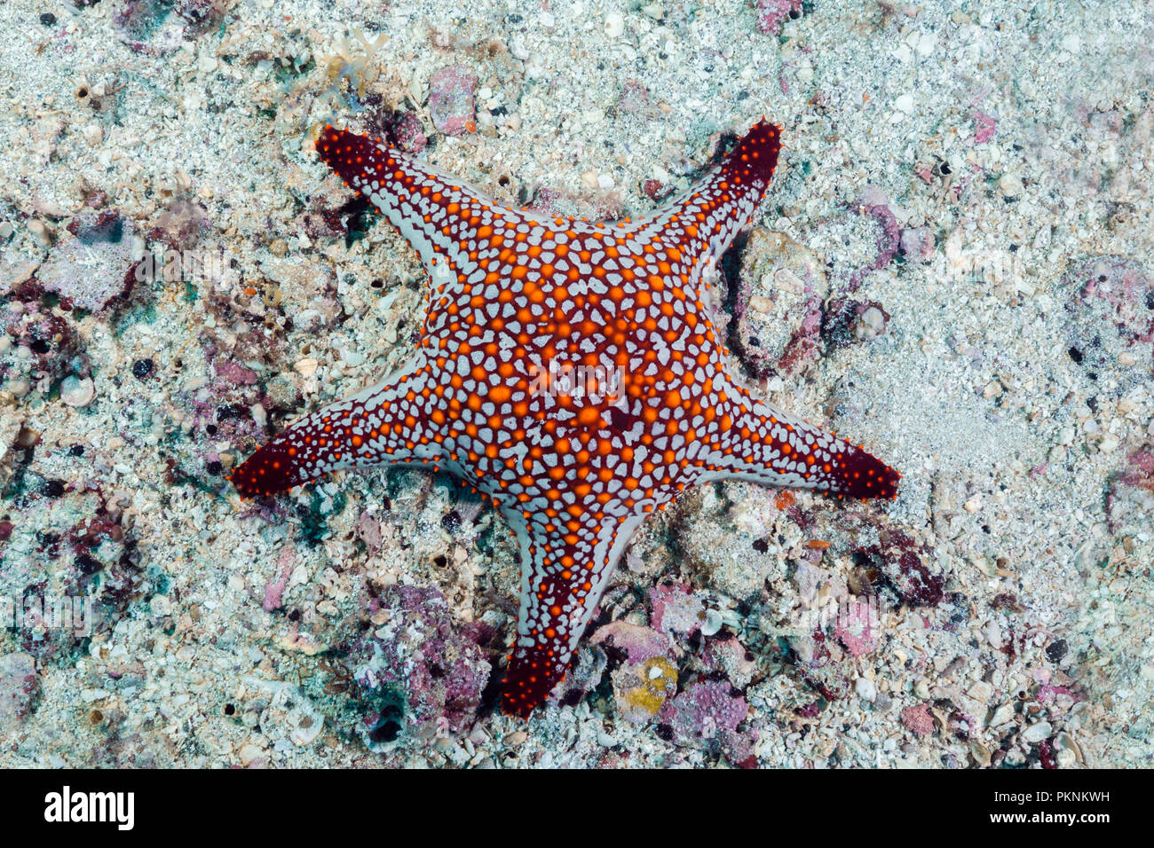 Panamic Cushion Starfish, Pentaderaster cumingii, La Paz, Baja California Sur, Mexico Stock Photo