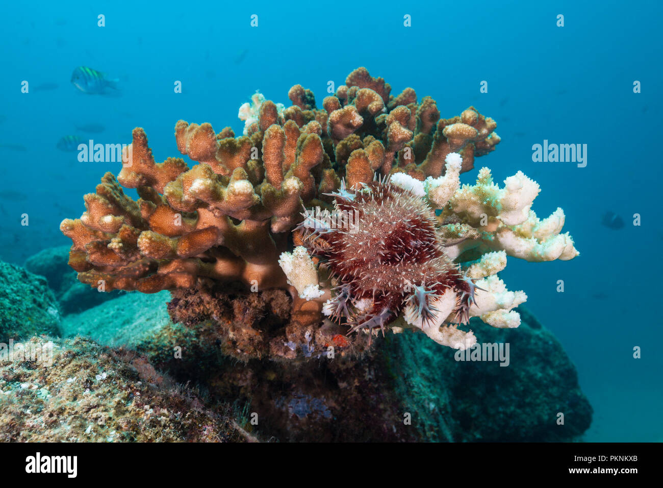 Panamic Crown of Thorns Starfish, Acanthaster ellisii, La Paz, Baja California Sur, Mexico Stock Photo