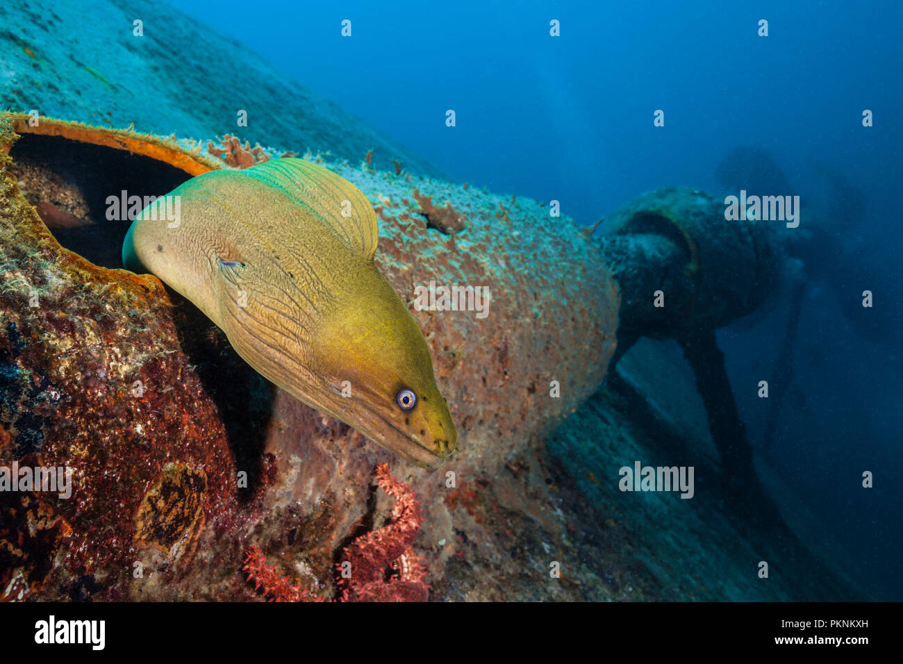 Panamic Green Moray Eel at Salvatierra Wreck, Gymnothorax castaneus, La Paz, Baja California Sur, Mexico Stock Photo
