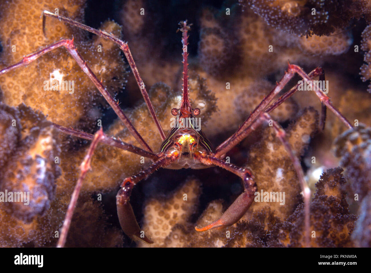 Panamic Arrow Crab, Stenorhynchus debilis, La Paz, Baja California Sur, Mexico Stock Photo