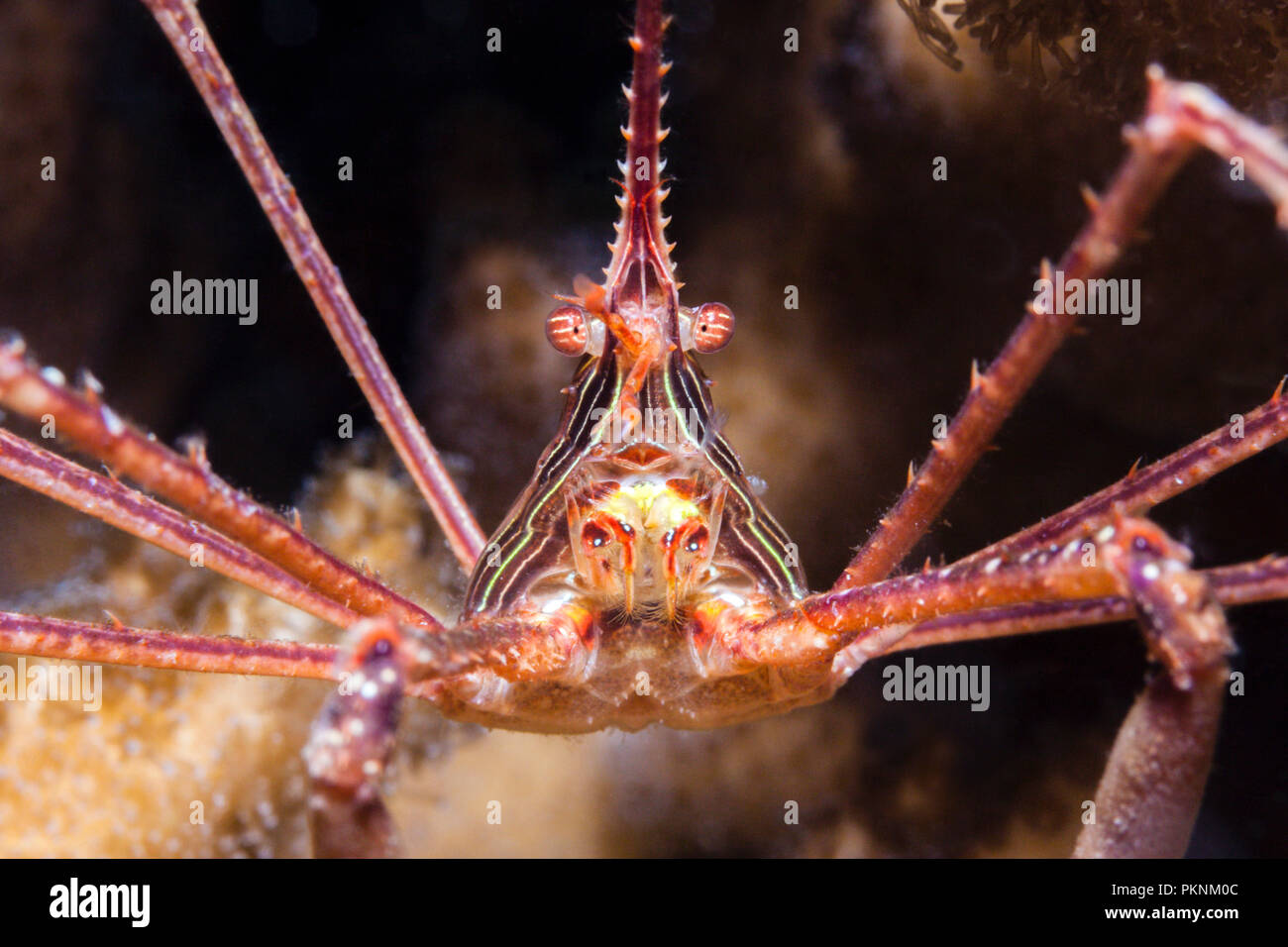 Panamic Arrow Crab, Stenorhynchus debilis, La Paz, Baja California Sur, Mexico Stock Photo