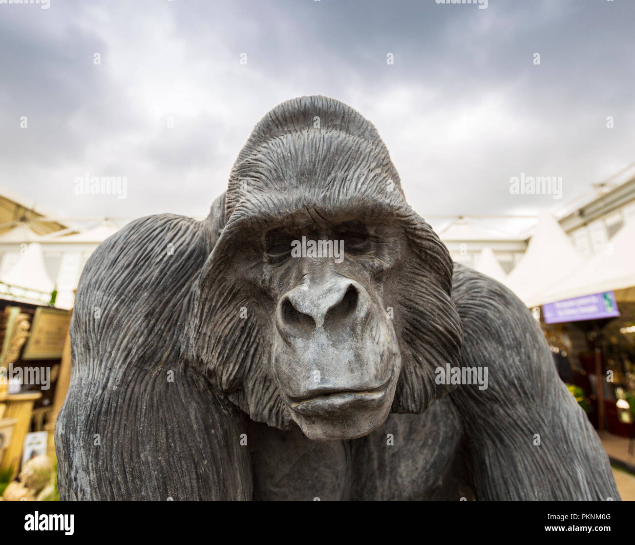 https://c8.alamy.com/comp/PKNM0G/lifesize-gorilla-sculpture-for-sale-at-the-chelsea-flower-show-london-PKNM0G.jpg