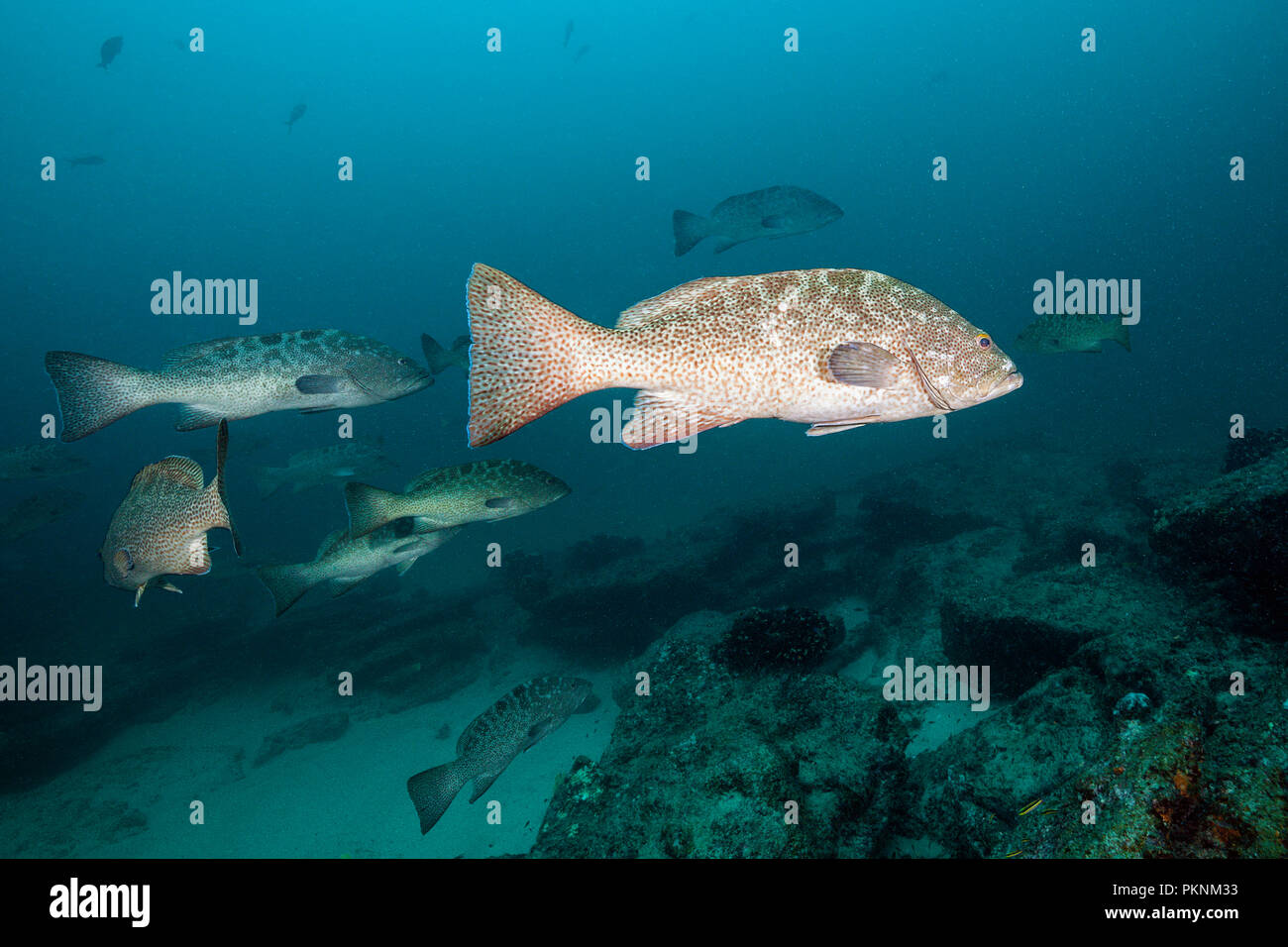 Gulf Grouper, Mycteroperca jordani, Cabo Pulmo, Baja California Sur, Mexico Stock Photo