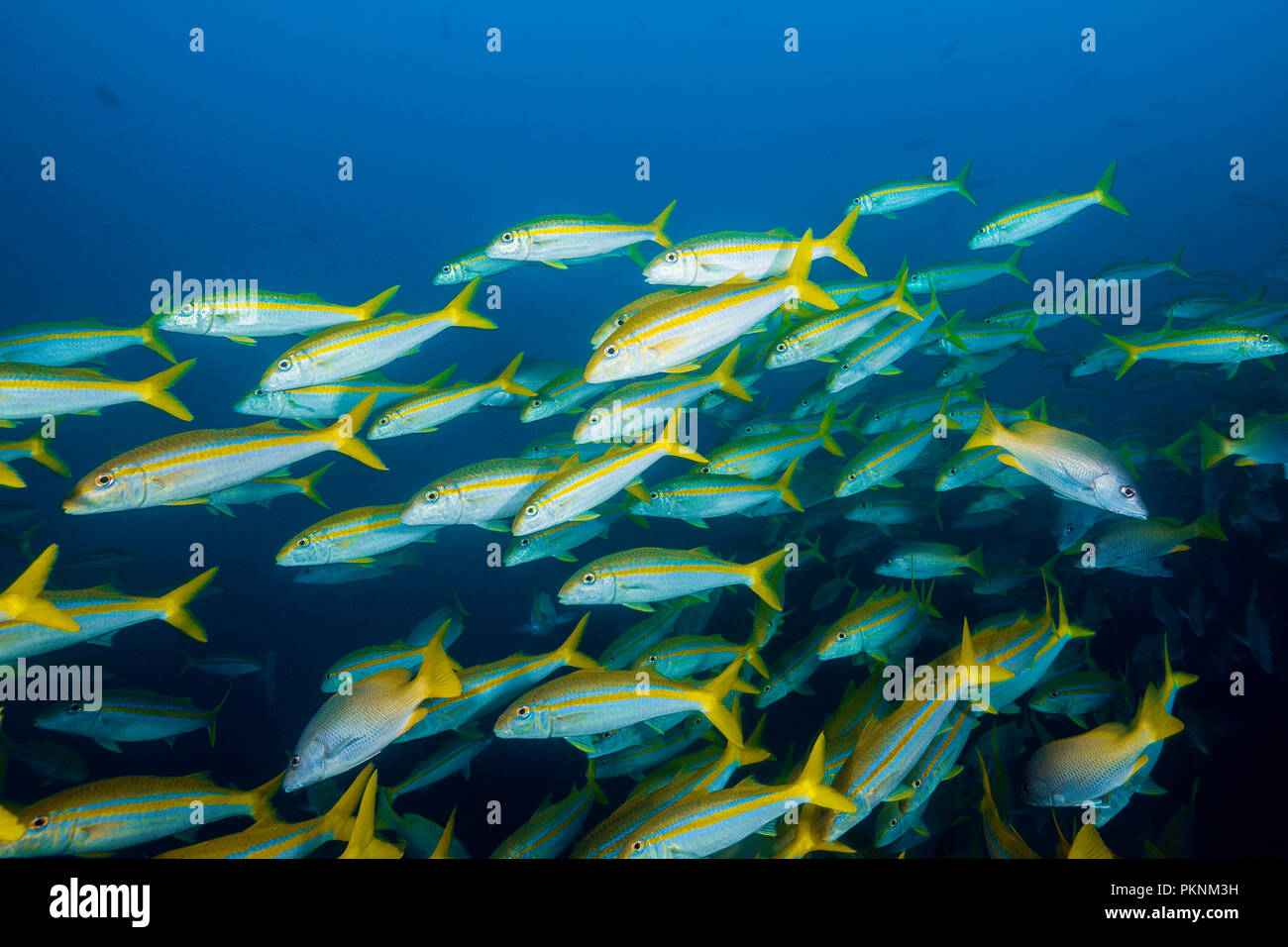 Mexican Goatfishes, Mulloidichthys dentatus, Cabo Pulmo, Baja California Sur, Mexico Stock Photo