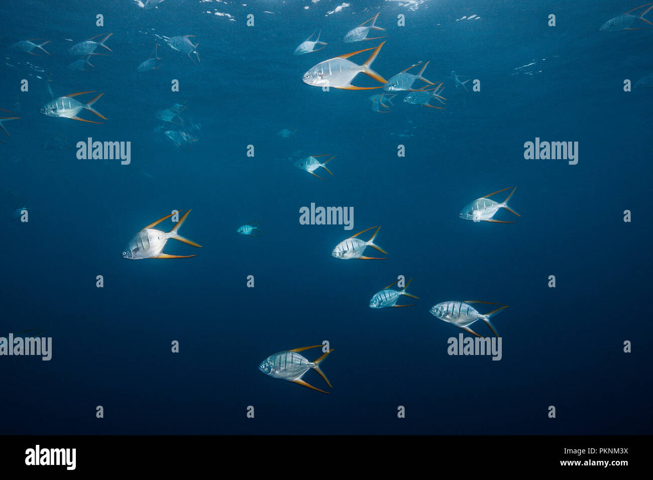 Pompano hi-res stock photography and images - Alamy