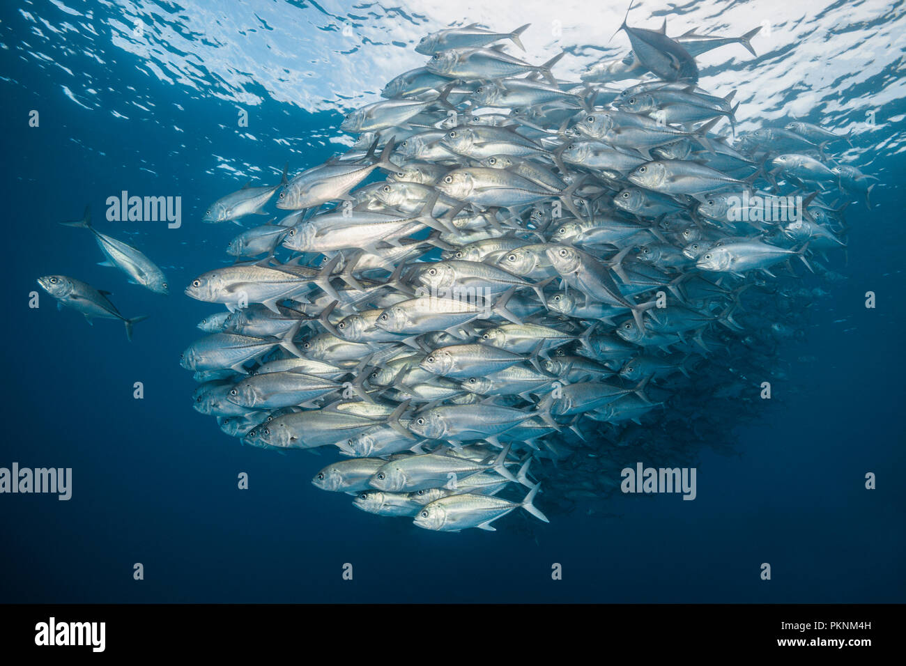 Shoal of Bigeye Trevally, Caranx sexfasciatus, Cabo Pulmo, Baja California Sur, Mexico Stock Photo