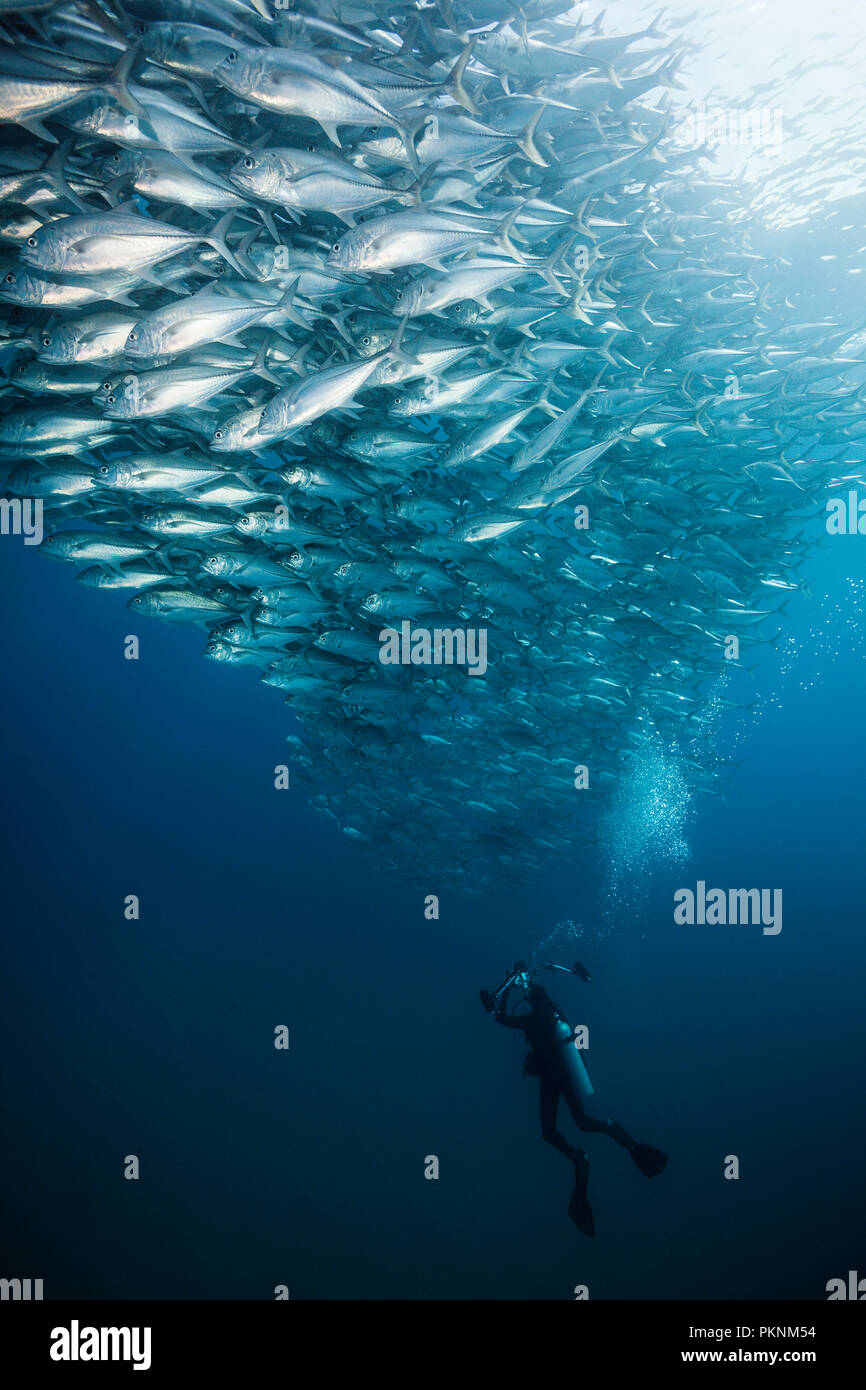 Shoal of Bigeye Trevally, Caranx sexfasciatus, Cabo Pulmo, Baja California Sur, Mexico Stock Photo